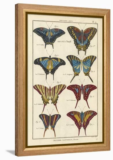 Histoire Naturelle Butterflies VI-null-Framed Stretched Canvas