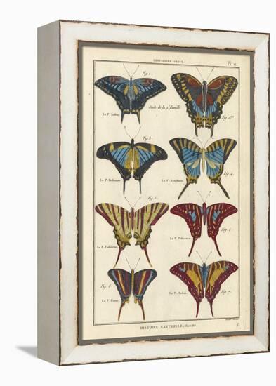 Histoire Naturelle Butterflies VI-null-Framed Stretched Canvas