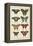 Histoire Naturelle Butterflies VI-null-Framed Stretched Canvas