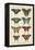 Histoire Naturelle Butterflies VI-null-Framed Stretched Canvas
