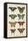 Histoire Naturelle Butterflies VI-null-Framed Stretched Canvas