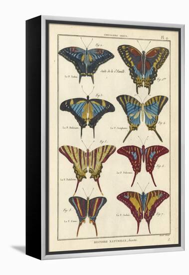 Histoire Naturelle Butterflies VI-null-Framed Stretched Canvas