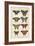 Histoire Naturelle Butterflies VI-null-Framed Art Print