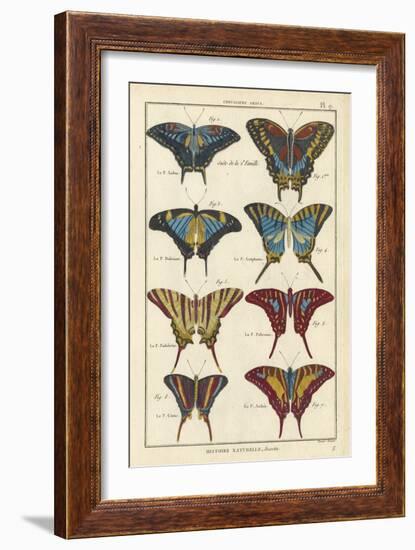 Histoire Naturelle Butterflies VI-null-Framed Art Print