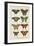 Histoire Naturelle Butterflies VI-null-Framed Art Print