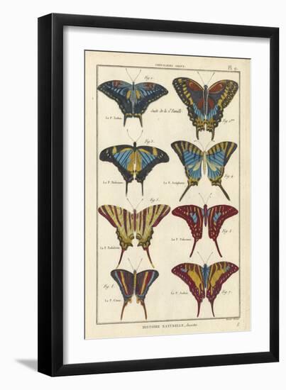 Histoire Naturelle Butterflies VI-null-Framed Art Print