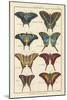 Histoire Naturelle Butterflies VI-null-Mounted Art Print