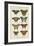 Histoire Naturelle Butterflies VI-null-Framed Art Print