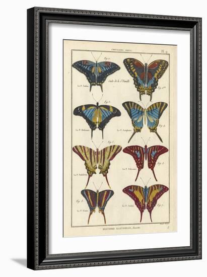 Histoire Naturelle Butterflies VI-null-Framed Art Print