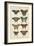 Histoire Naturelle Butterflies VI-null-Framed Art Print