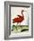 Histoire Naturelle Des Oiseaux - Le Courly Rouge-Georges-Louis Buffon-Framed Giclee Print