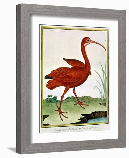 Histoire Naturelle Des Oiseaux - Le Courly Rouge-Georges-Louis Buffon-Framed Giclee Print