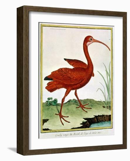 Histoire Naturelle Des Oiseaux - Le Courly Rouge-Georges-Louis Buffon-Framed Giclee Print