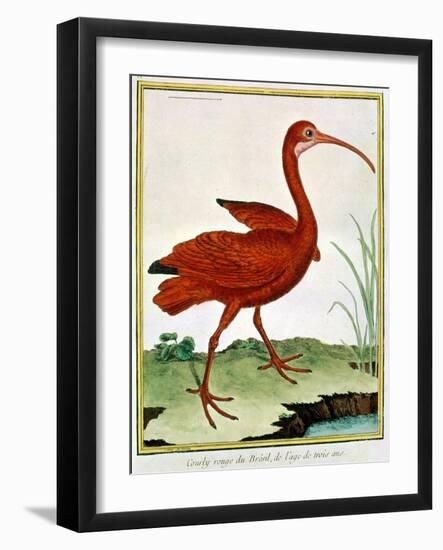 Histoire Naturelle Des Oiseaux - Le Courly Rouge-Georges-Louis Buffon-Framed Giclee Print