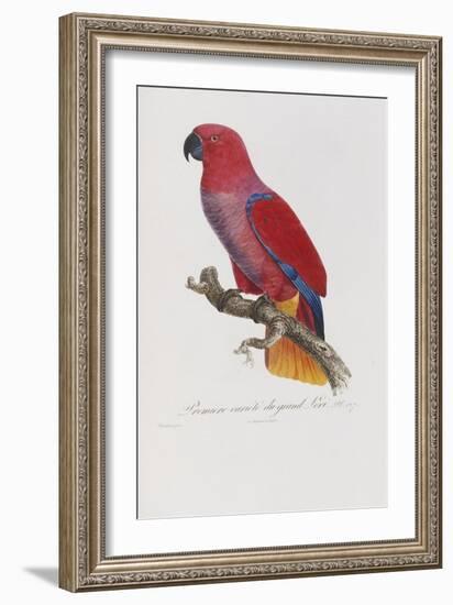 Histoire Naturelle Des Perroquets, circa 1801-1805-Francois Levaillant-Framed Giclee Print