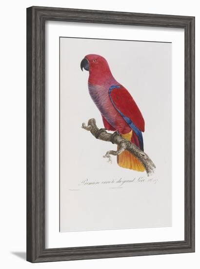 Histoire Naturelle Des Perroquets, circa 1801-1805-Francois Levaillant-Framed Giclee Print