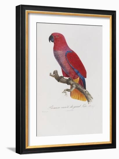 Histoire Naturelle Des Perroquets, circa 1801-1805-Francois Levaillant-Framed Giclee Print