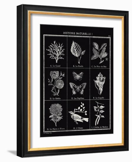 Histoire Naturelle I-Maria Mendez-Framed Giclee Print