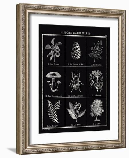 Histoire Naturelle II-Maria Mendez-Framed Giclee Print