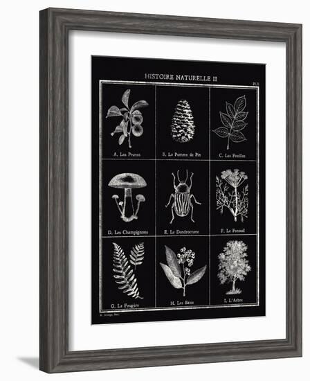 Histoire Naturelle II-Maria Mendez-Framed Giclee Print