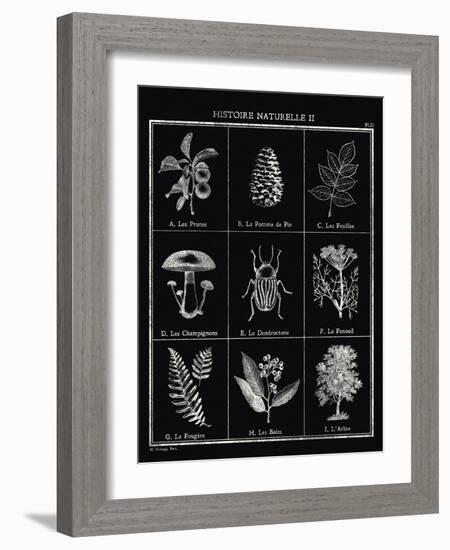 Histoire Naturelle II-Maria Mendez-Framed Giclee Print