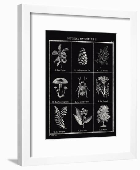 Histoire Naturelle II-Maria Mendez-Framed Giclee Print