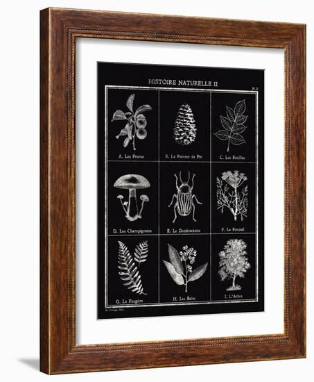 Histoire Naturelle II-Maria Mendez-Framed Giclee Print