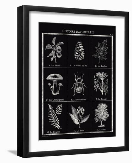 Histoire Naturelle II-Maria Mendez-Framed Giclee Print