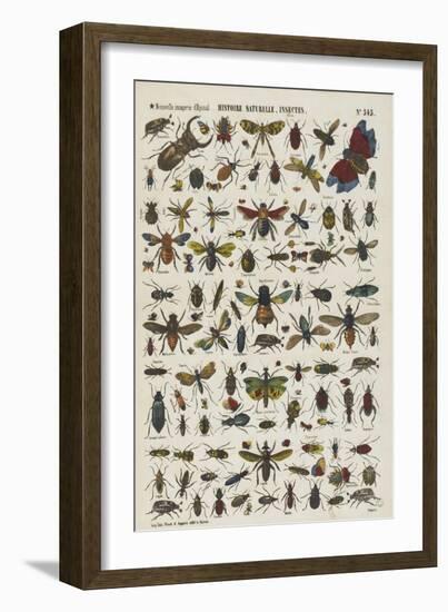 Histoire naturelle : insectes-null-Framed Giclee Print