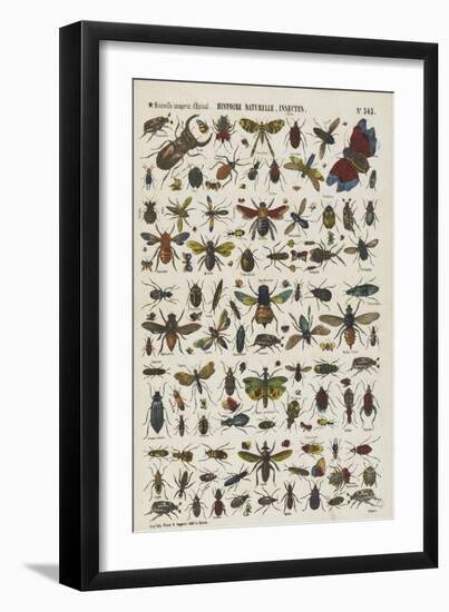 Histoire naturelle : insectes-null-Framed Giclee Print