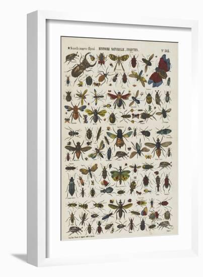 Histoire naturelle : insectes-null-Framed Giclee Print