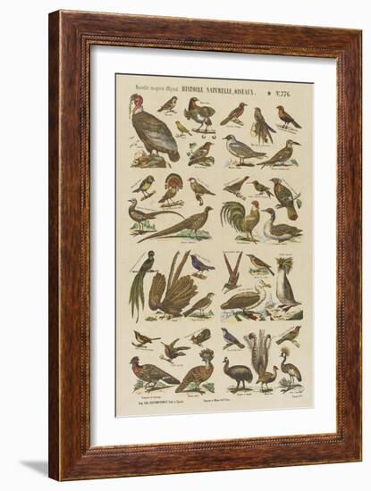 Histoire naturelle : oiseaux-null-Framed Giclee Print