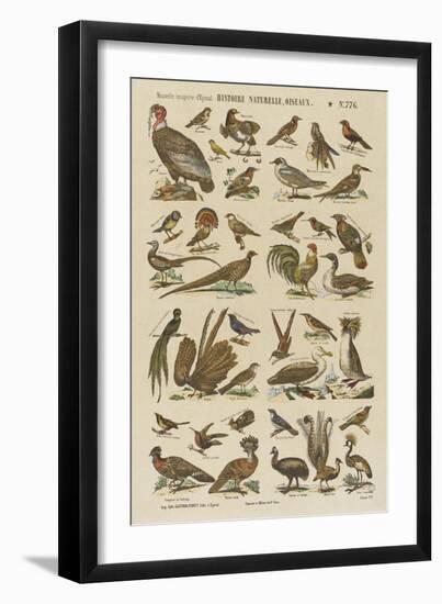 Histoire naturelle : oiseaux-null-Framed Giclee Print