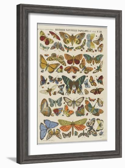 Histoire naturelle : papillons-null-Framed Giclee Print