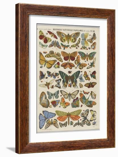 Histoire naturelle : papillons-null-Framed Giclee Print