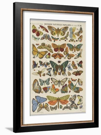 Histoire naturelle : papillons-null-Framed Giclee Print