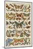 Histoire naturelle : papillons-null-Mounted Giclee Print