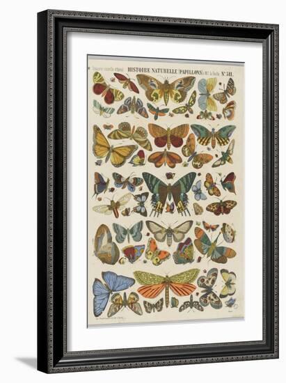 Histoire naturelle : papillons-null-Framed Giclee Print