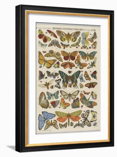 Histoire naturelle : papillons-null-Framed Giclee Print