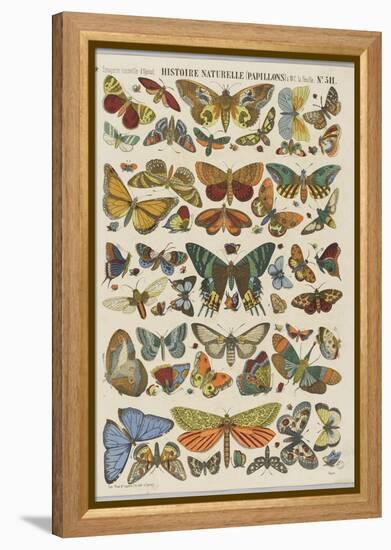 Histoire naturelle : papillons-null-Framed Premier Image Canvas