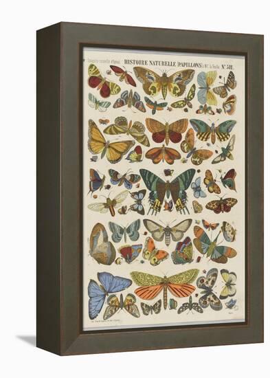 Histoire naturelle : papillons-null-Framed Premier Image Canvas