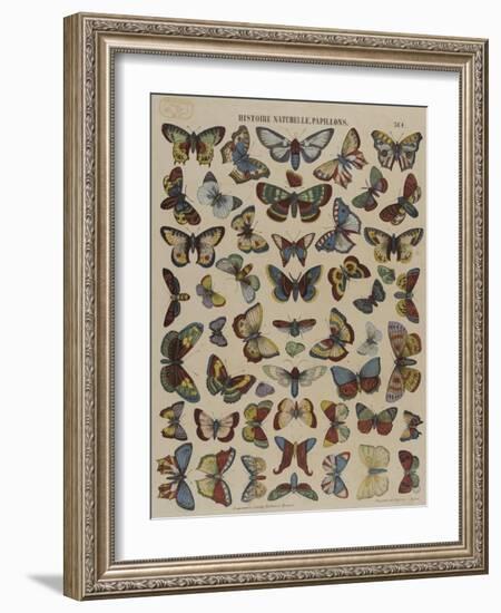 Histoire naturelle : papillons-null-Framed Giclee Print