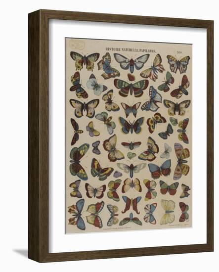 Histoire naturelle : papillons-null-Framed Giclee Print