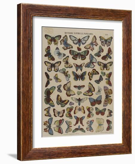 Histoire naturelle : papillons-null-Framed Giclee Print