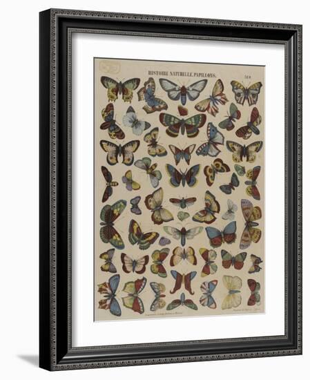 Histoire naturelle : papillons-null-Framed Giclee Print