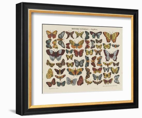 Histoire naturelle : papillons-null-Framed Giclee Print