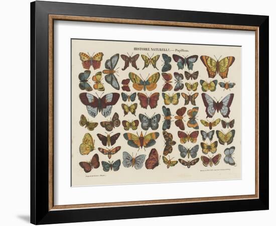 Histoire naturelle : papillons-null-Framed Giclee Print