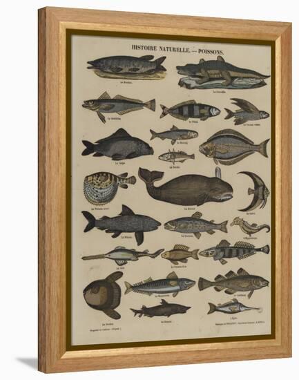 Histoire naturelle : poissons-null-Framed Premier Image Canvas