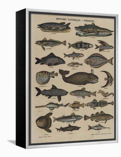 Histoire naturelle : poissons-null-Framed Premier Image Canvas