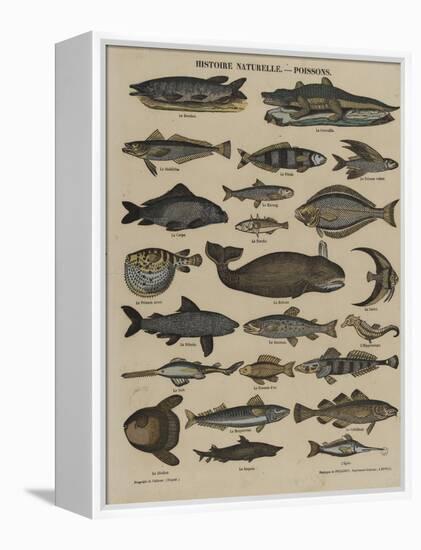 Histoire naturelle : poissons-null-Framed Premier Image Canvas